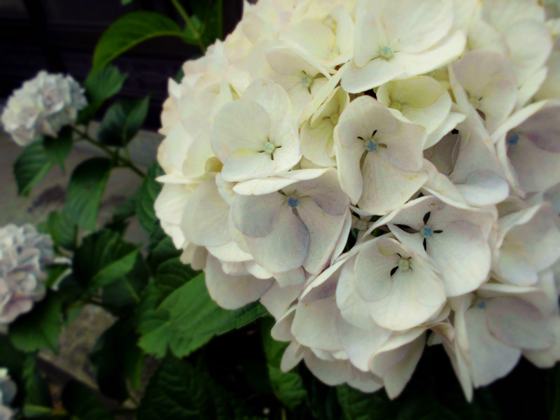 f:id:amenomorino:20150615125254j:plain f:id:amenomorino:20150615125254j:plain
