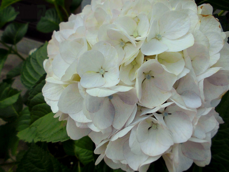 f:id:amenomorino:20150615125308j:plain f:id:amenomorino:20150615125308j:plain