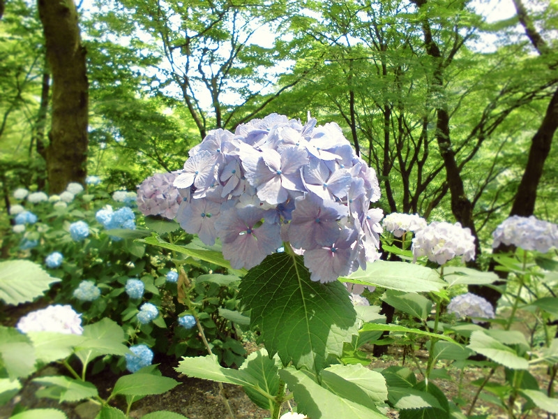 f:id:amenomorino:20150618124429j:plain f:id:amenomorino:20150618124429j:plain