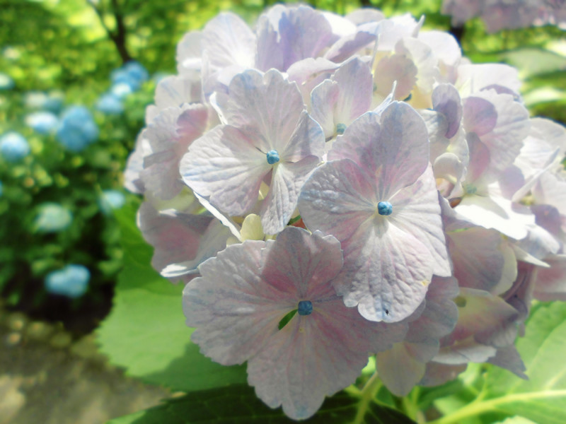f:id:amenomorino:20150618124444j:plain f:id:amenomorino:20150618124444j:plain