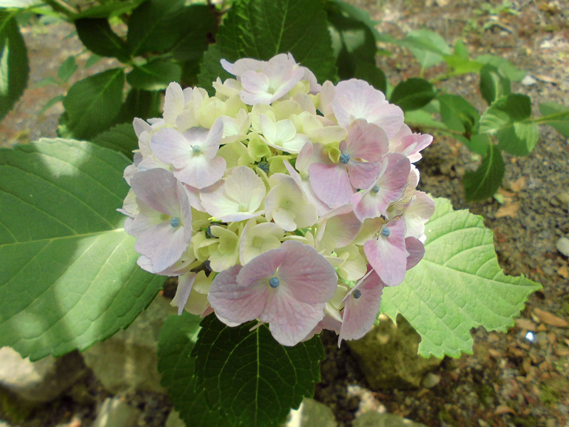 f:id:amenomorino:20150618124454j:plain f:id:amenomorino:20150618124454j:plain