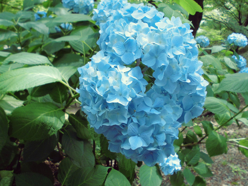 f:id:amenomorino:20150618124750j:plain f:id:amenomorino:20150618124750j:plain