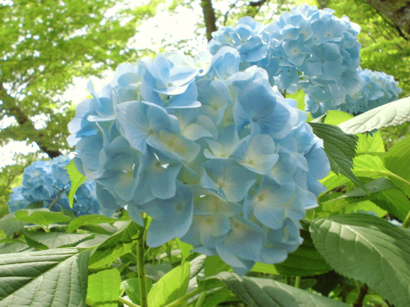 f:id:amenomorino:20150618124821j:plain f:id:amenomorino:20150618124821j:plain