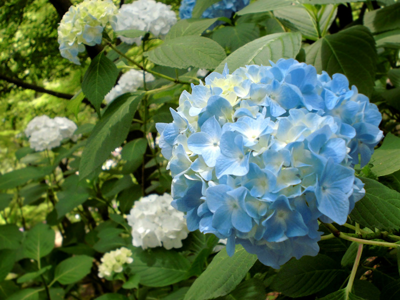f:id:amenomorino:20150618124853j:plain f:id:amenomorino:20150618124853j:plain