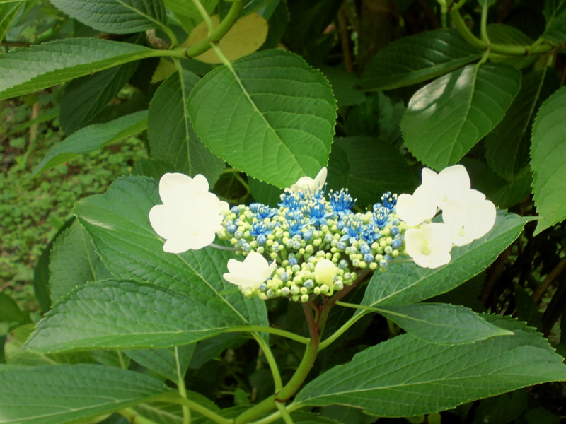 f:id:amenomorino:20150618125208j:plain f:id:amenomorino:20150618125208j:plain