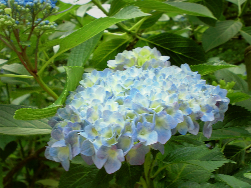f:id:amenomorino:20150618125222j:plain f:id:amenomorino:20150618125222j:plain