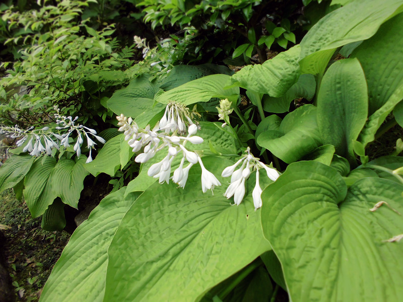 f:id:amenomorino:20150618125244j:plain f:id:amenomorino:20150618125244j:plain