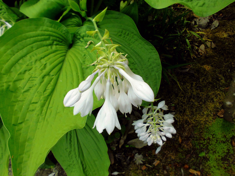 f:id:amenomorino:20150618125251j:plain f:id:amenomorino:20150618125251j:plain