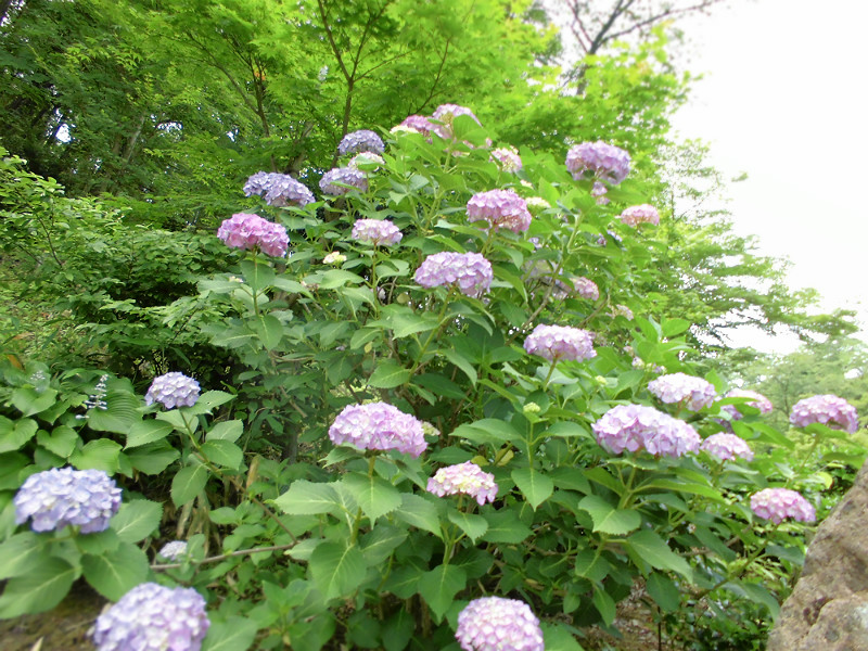 f:id:amenomorino:20150618125259j:plain f:id:amenomorino:20150618125259j:plain