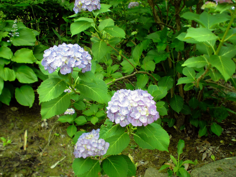 f:id:amenomorino:20150618125328j:plain f:id:amenomorino:20150618125328j:plain