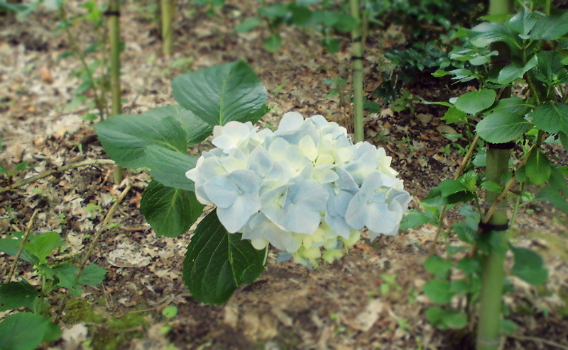f:id:amenomorino:20150618131114j:plain f:id:amenomorino:20150618131114j:plain