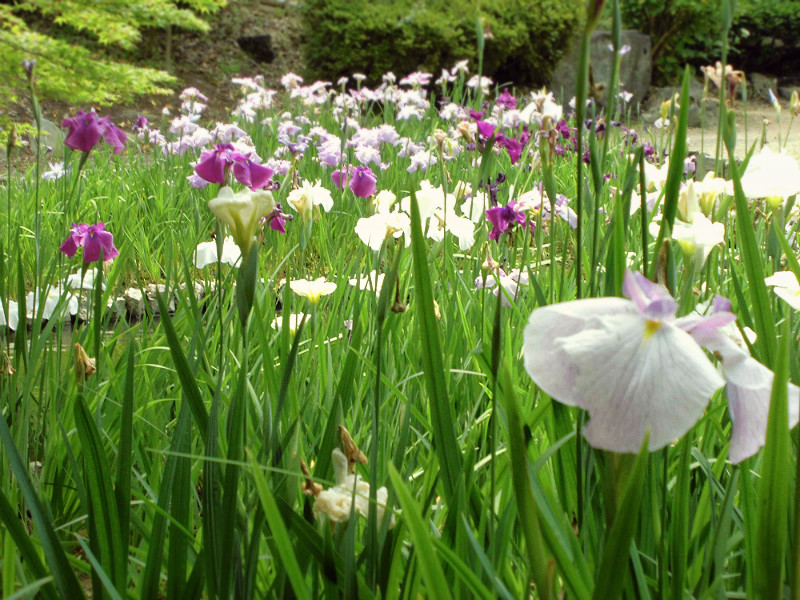 f:id:amenomorino:20150620160529j:plain f:id:amenomorino:20150620160529j:plain