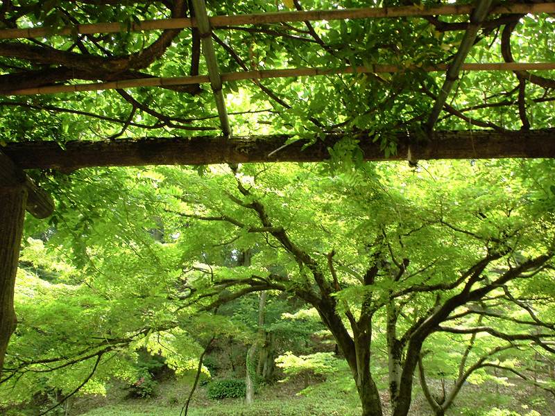 f:id:amenomorino:20150620160617j:plain f:id:amenomorino:20150620160617j:plain