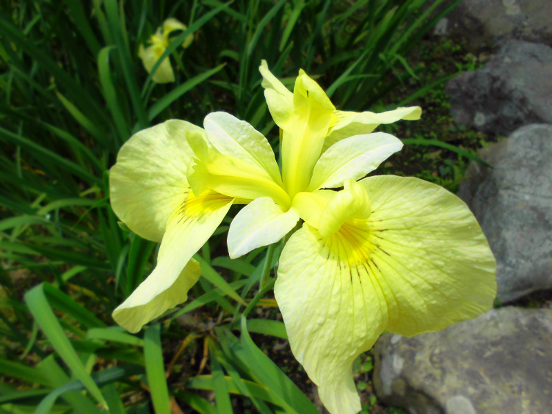 f:id:amenomorino:20150620161137j:plain f:id:amenomorino:20150620161137j:plain