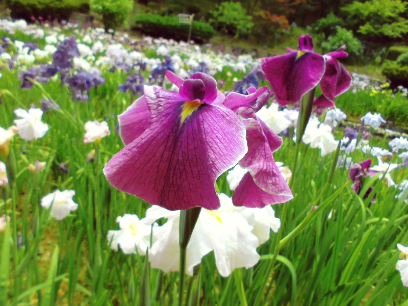f:id:amenomorino:20150620161328j:plain f:id:amenomorino:20150620161328j:plain