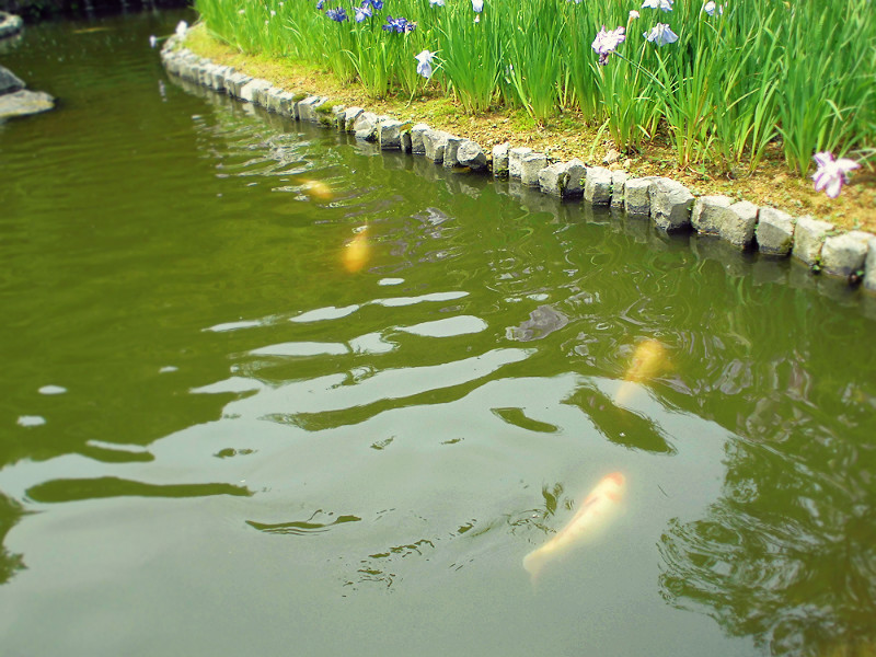 f:id:amenomorino:20150620161627j:plain f:id:amenomorino:20150620161627j:plain
