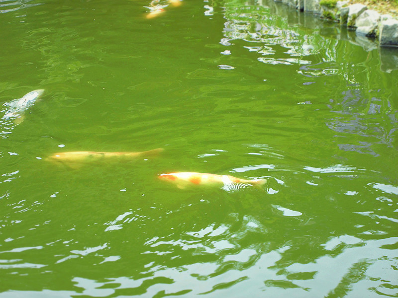 f:id:amenomorino:20150620161639j:plain f:id:amenomorino:20150620161639j:plain