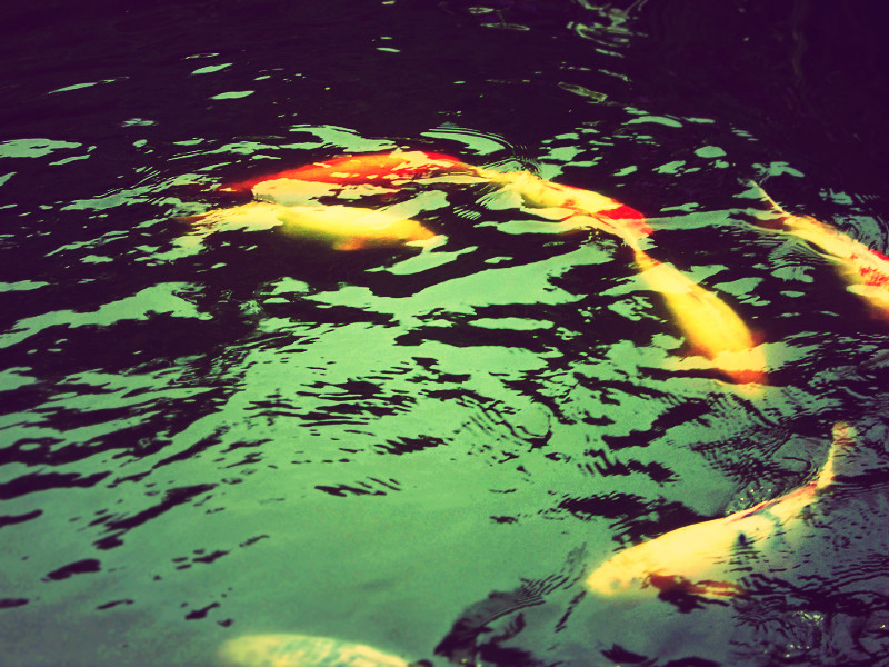 f:id:amenomorino:20150620161649j:plain f:id:amenomorino:20150620161649j:plain