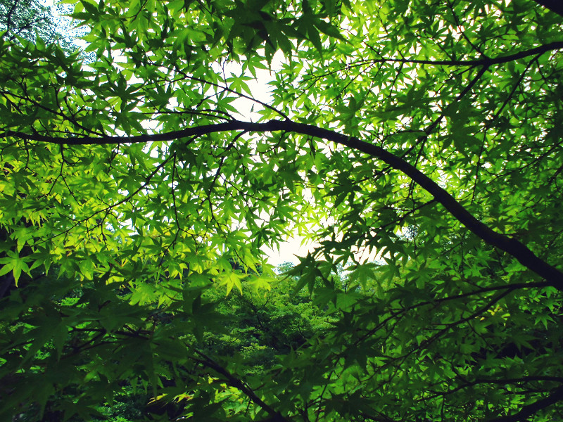 f:id:amenomorino:20150620164435j:plain f:id:amenomorino:20150620164435j:plain