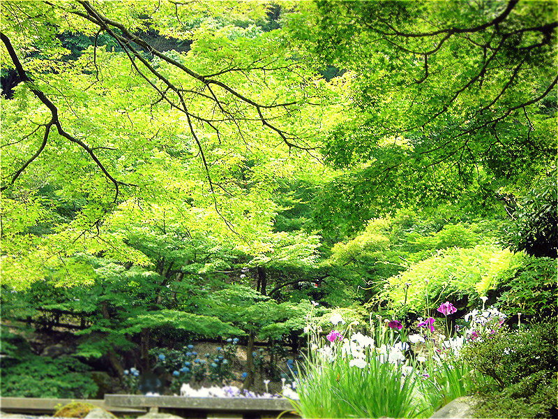 f:id:amenomorino:20150622094235j:plain f:id:amenomorino:20150622094235j:plain
