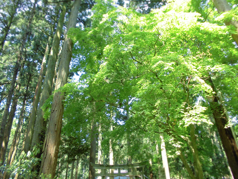 f:id:amenomorino:20150627093237j:plain f:id:amenomorino:20150627093237j:plain
