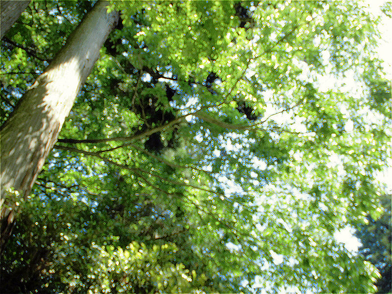 f:id:amenomorino:20150628125446j:plain f:id:amenomorino:20150628125446j:plain