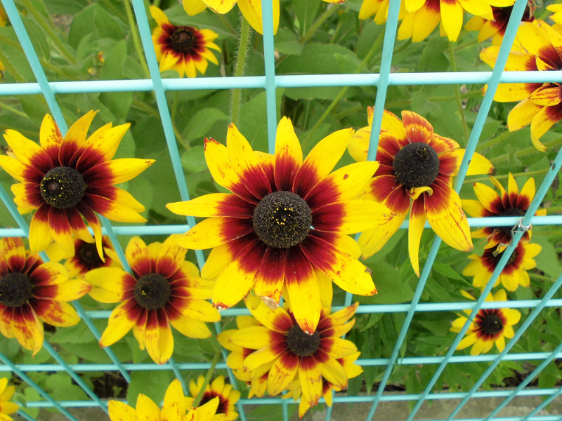 f:id:amenomorino:20150709200248j:plain f:id:amenomorino:20150709200248j:plain