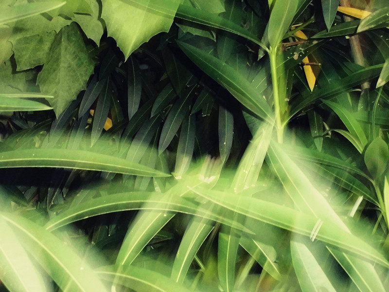 f:id:amenomorino:20150709200437j:plain f:id:amenomorino:20150709200437j:plain
