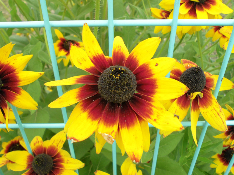 f:id:amenomorino:20150709200508j:plain f:id:amenomorino:20150709200508j:plain