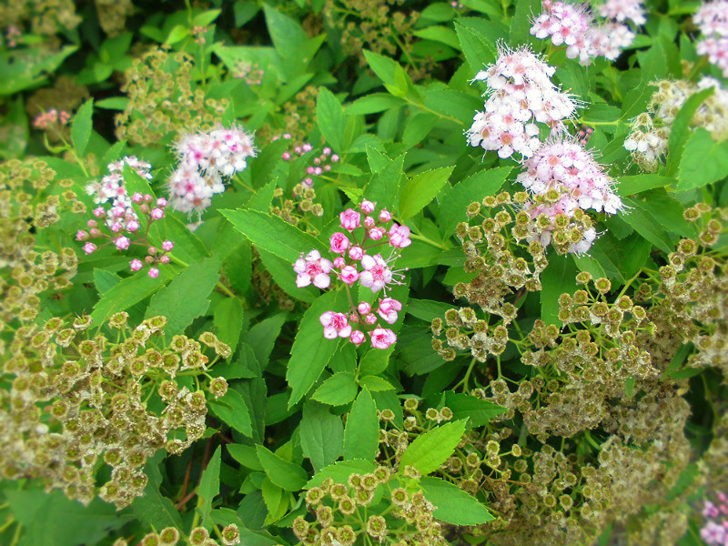 f:id:amenomorino:20150719223910j:plain f:id:amenomorino:20150719223910j:plain