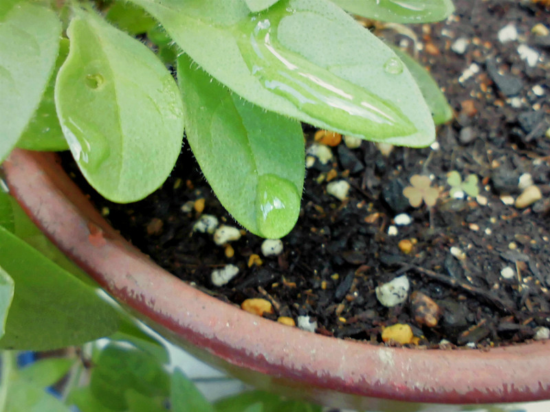f:id:amenomorino:20150729184711j:plain f:id:amenomorino:20150729184711j:plain