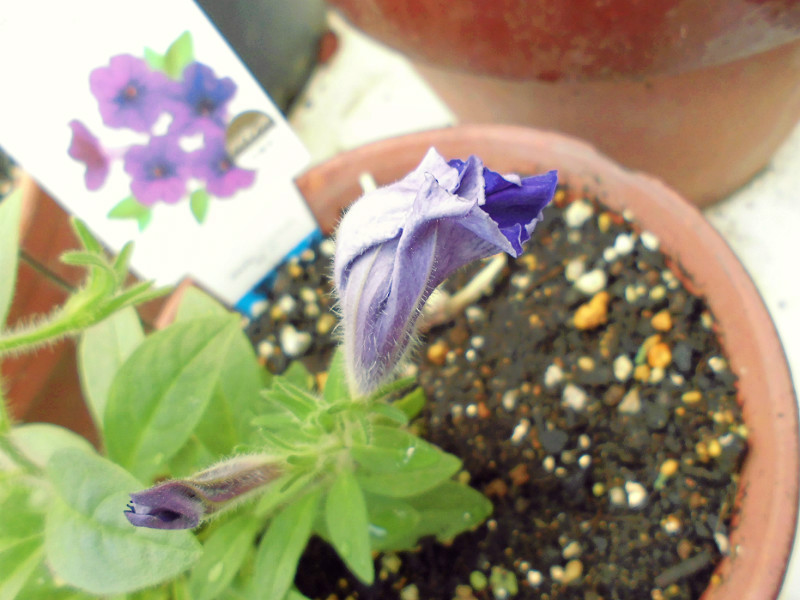 f:id:amenomorino:20150729184716j:plain f:id:amenomorino:20150729184716j:plain