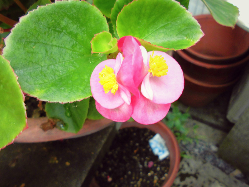 f:id:amenomorino:20150729184723j:plain f:id:amenomorino:20150729184723j:plain