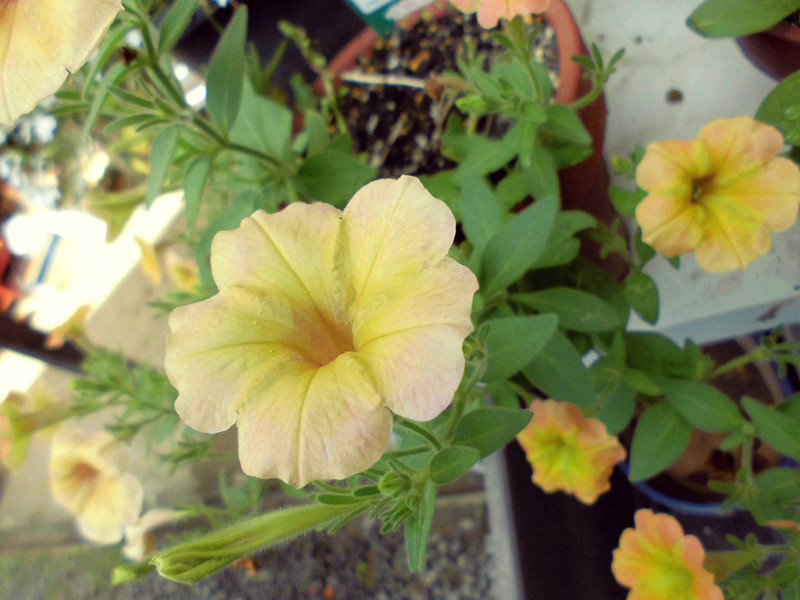f:id:amenomorino:20150729184740j:plain f:id:amenomorino:20150729184740j:plain