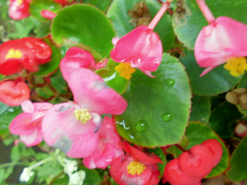 f:id:amenomorino:20150729184752j:plain f:id:amenomorino:20150729184752j:plain