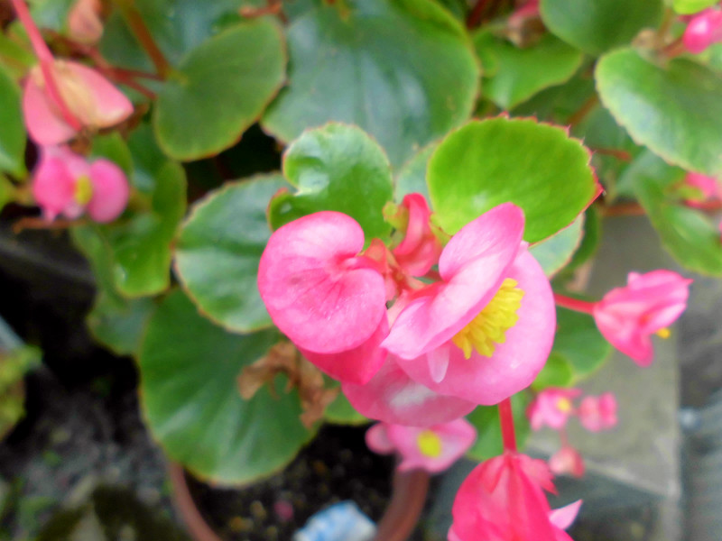 f:id:amenomorino:20150729184757j:plain f:id:amenomorino:20150729184757j:plain