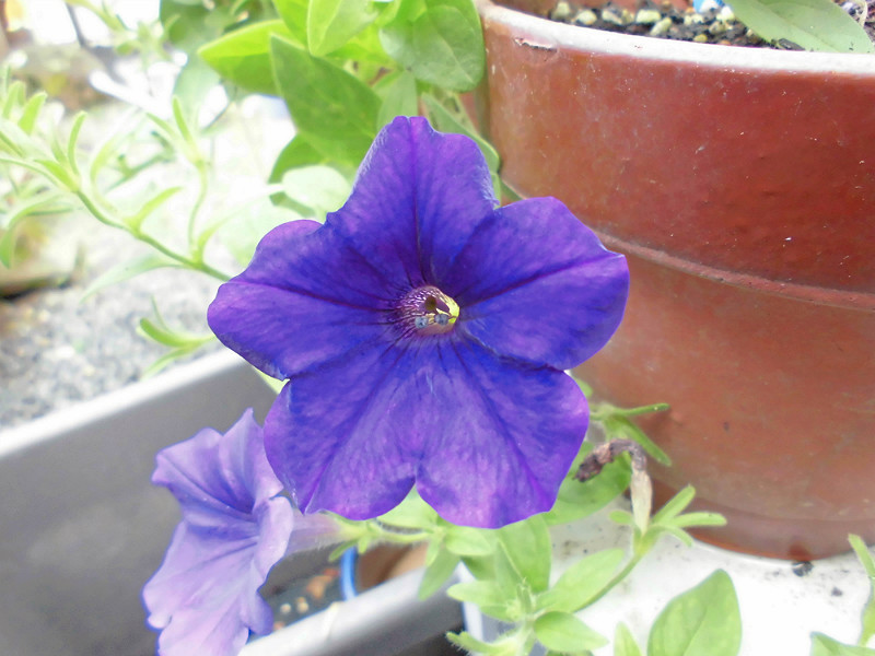 f:id:amenomorino:20150729184802j:plain f:id:amenomorino:20150729184802j:plain