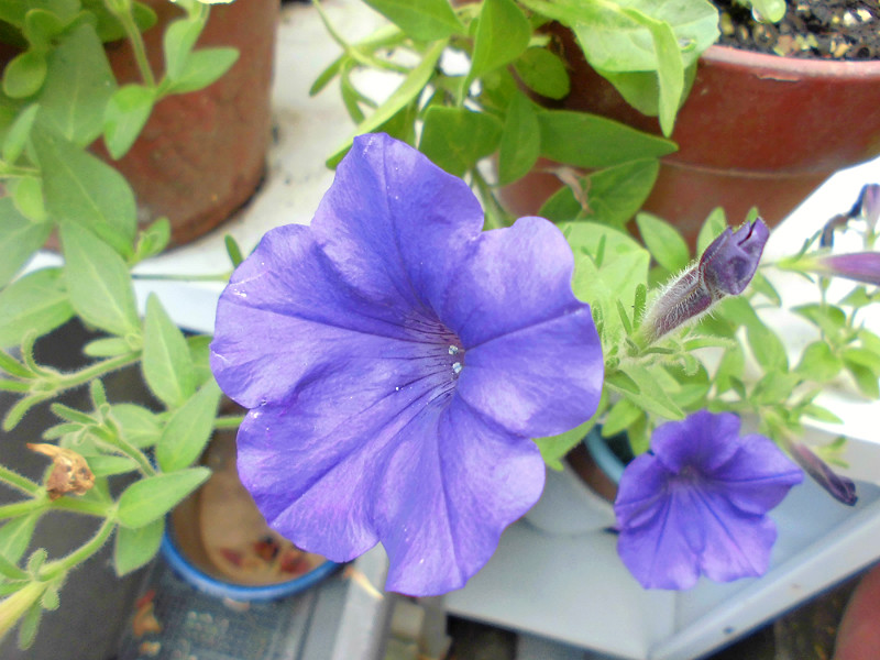 f:id:amenomorino:20150729184806j:plain f:id:amenomorino:20150729184806j:plain