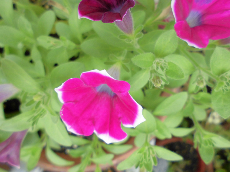 f:id:amenomorino:20150729184810j:plain f:id:amenomorino:20150729184810j:plain