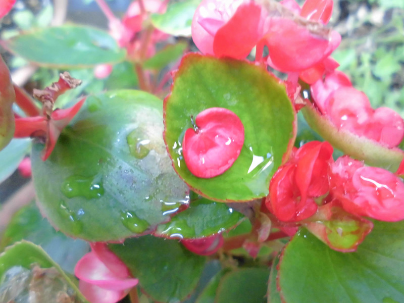 f:id:amenomorino:20150729184816j:plain f:id:amenomorino:20150729184816j:plain