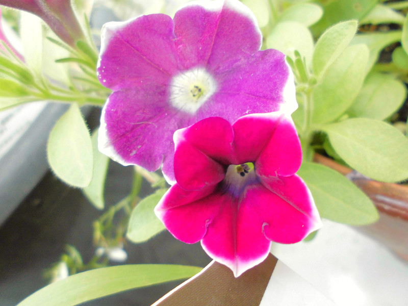 f:id:amenomorino:20150729184820j:plain f:id:amenomorino:20150729184820j:plain
