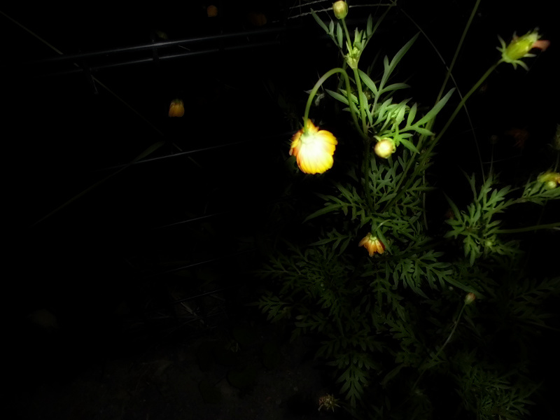 f:id:amenomorino:20150810184245j:plain f:id:amenomorino:20150810184245j:plain