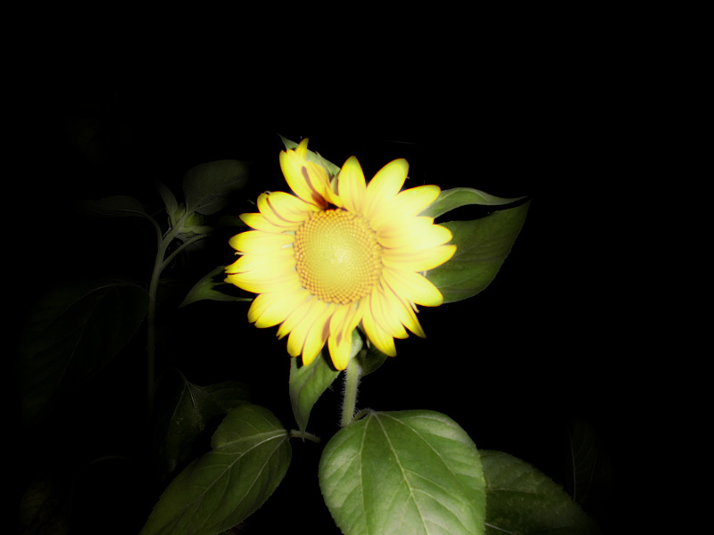 f:id:amenomorino:20150810184628j:plain f:id:amenomorino:20150810184628j:plain