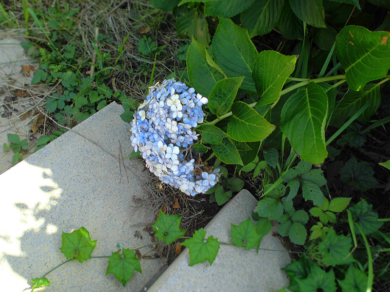 f:id:amenomorino:20150817145548j:plain f:id:amenomorino:20150817145548j:plain