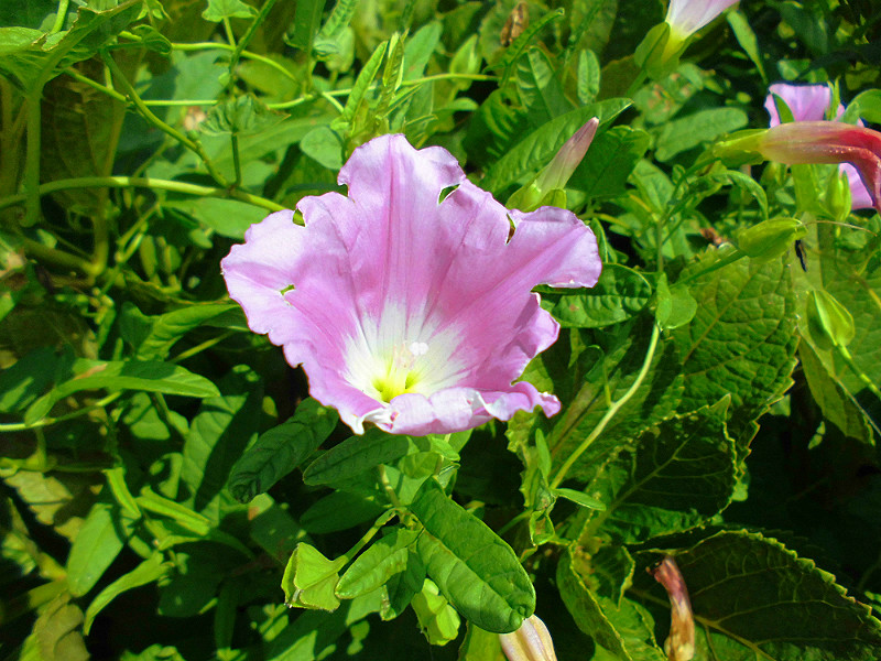 f:id:amenomorino:20150817145555j:plain f:id:amenomorino:20150817145555j:plain