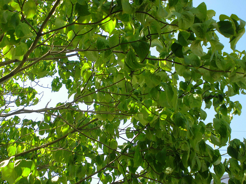 f:id:amenomorino:20150825210931j:plain f:id:amenomorino:20150825210931j:plain