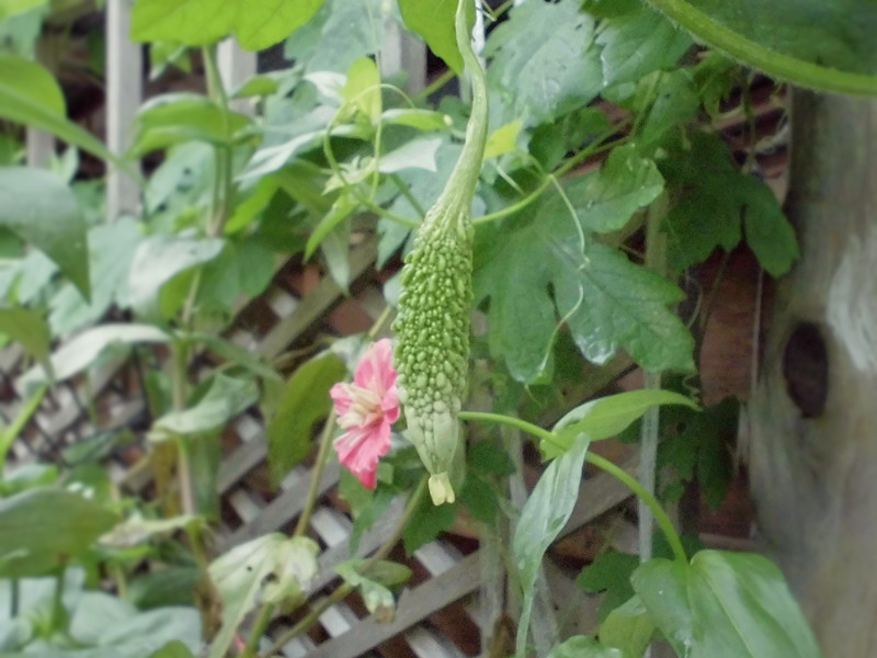 f:id:amenomorino:20150912221446j:plain f:id:amenomorino:20150912221446j:plain