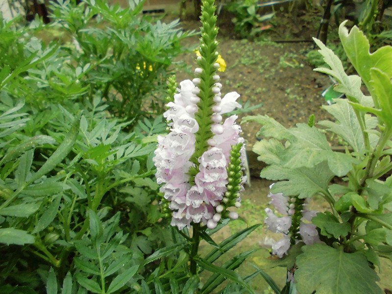 f:id:amenomorino:20150912221708j:plain f:id:amenomorino:20150912221708j:plain