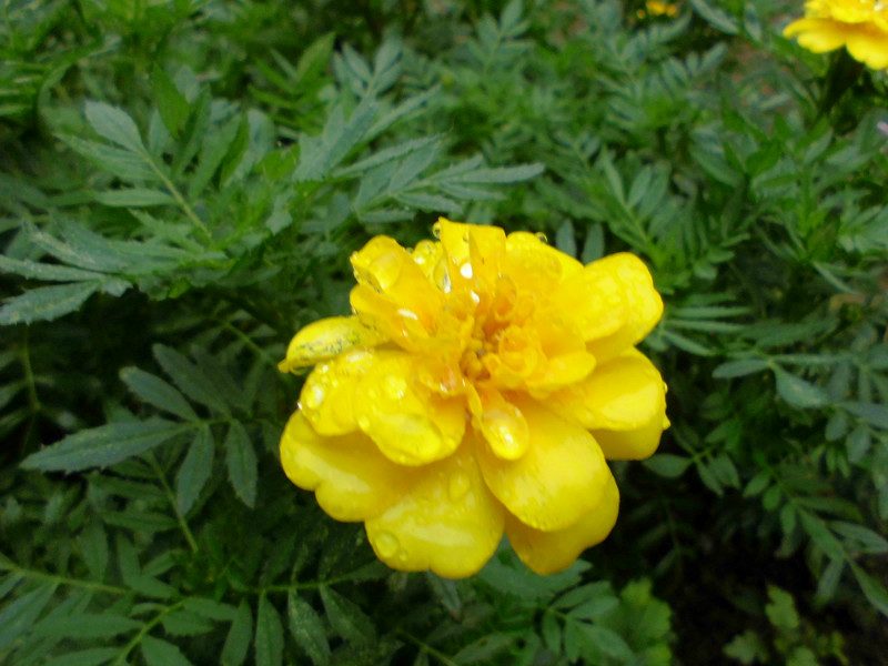 f:id:amenomorino:20150912221717j:plain f:id:amenomorino:20150912221717j:plain