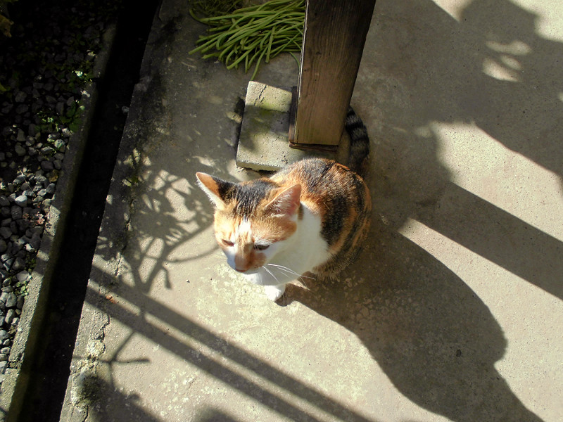 f:id:amenomorino:20150912222925j:plain f:id:amenomorino:20150912222925j:plain